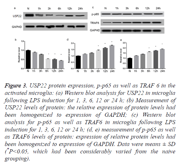 biomedres-activated-microglia