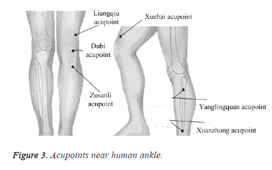 biomedres-acupoints-near-human-ankle