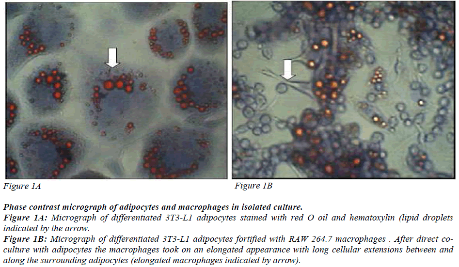 biomedres-adipocytes-stained