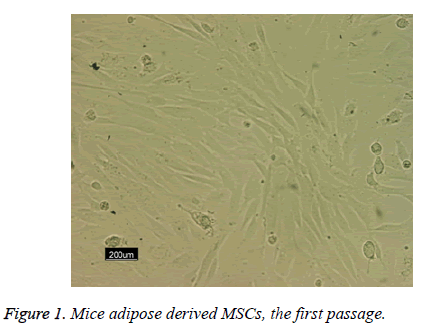 biomedres-adipose-first-passage