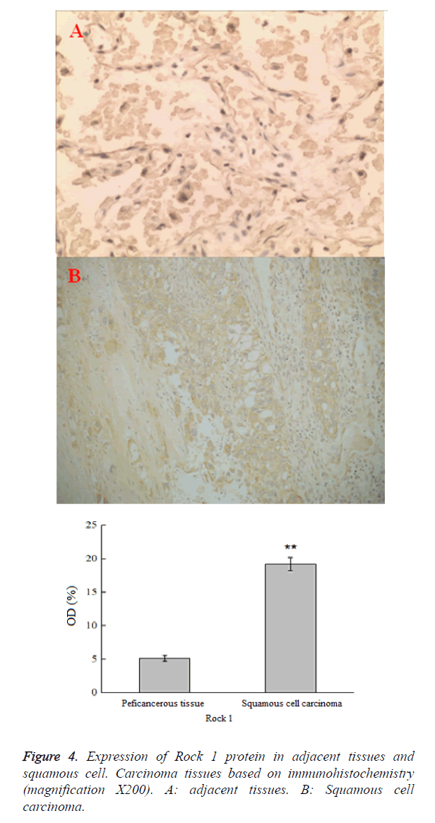 biomedres-adjacent-tissues