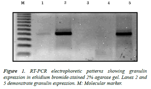 biomedres-adult-hypothyroid-rats