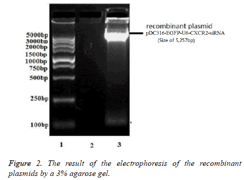 biomedres-agarose-gel