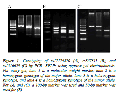 biomedres-agarose-gel-electrophoresis