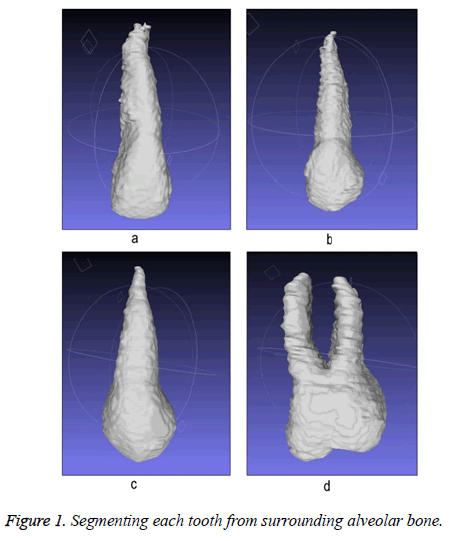 biomedres-alveolar-bone