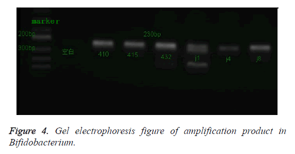 biomedres-amplification