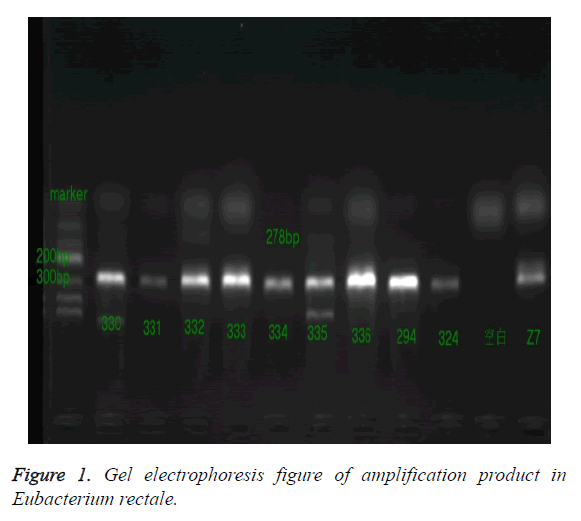 biomedres-amplification-product