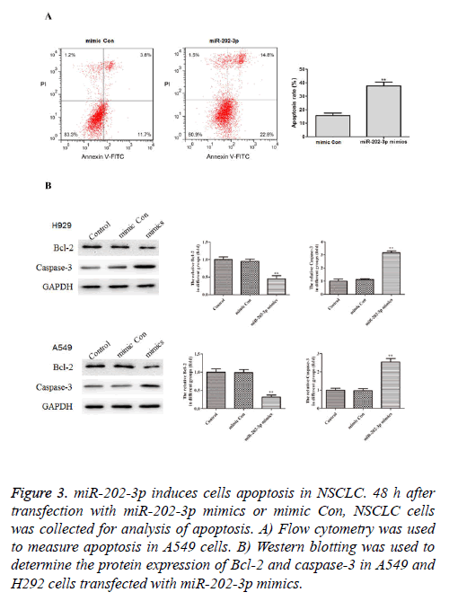 biomedres-analysis-apoptosis