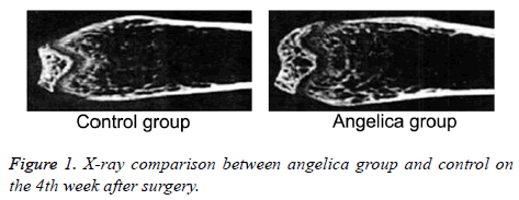 biomedres-angelica-group