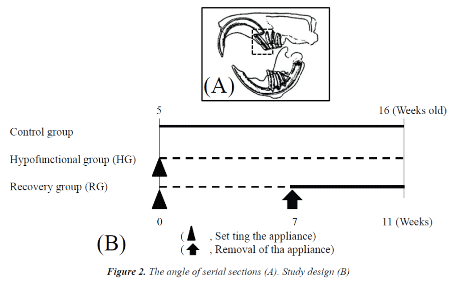 biomedres-angle-serial-sections