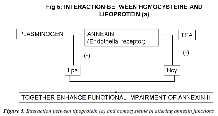 biomedres-annexin-functions