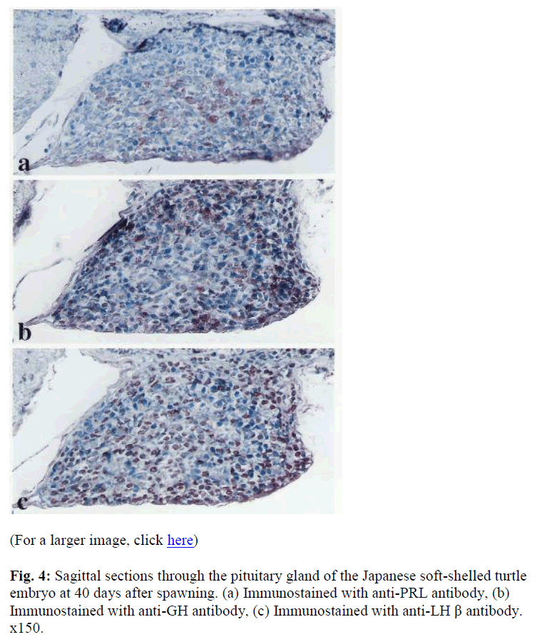 biomedres-anti-PRL-antibody