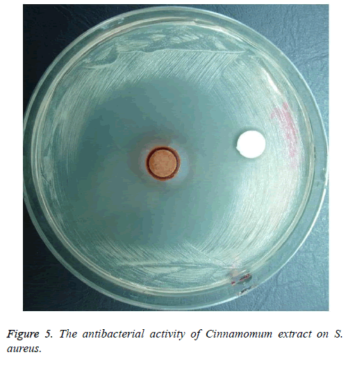 biomedres-antibacterial-Cinnamomum