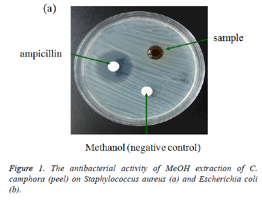 biomedres-antibacterial-activity