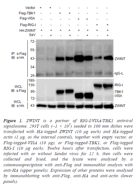 biomedres-antiviral-signalosome