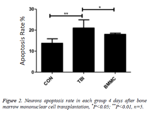 biomedres-Neurons-apoptosis