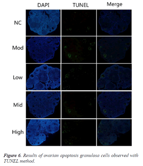 biomedres-apoptosis-granulosa-cells