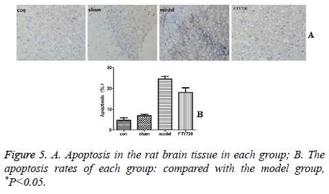 biomedres-apoptosis-rates