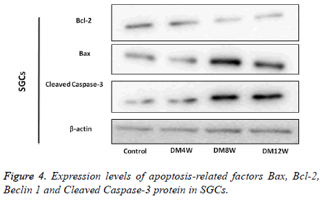 biomedres-apoptosis-related-factors