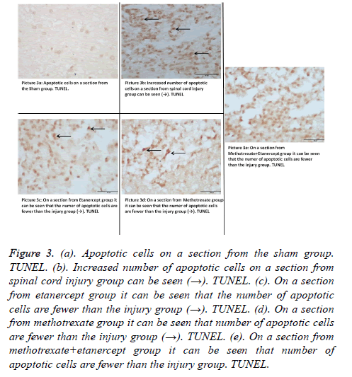 biomedres-apoptotic-cells