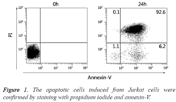 biomedres-apoptotic-cells-induced