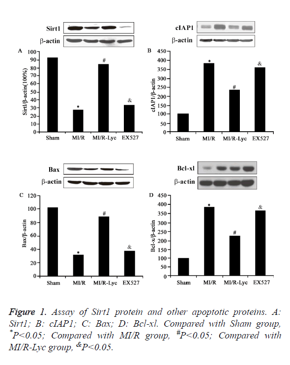 biomedres-apoptotic-proteins