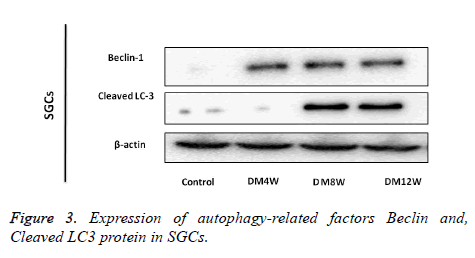 biomedres-autophagy-related