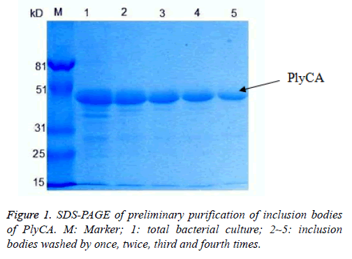 biomedres-bacterial-culture