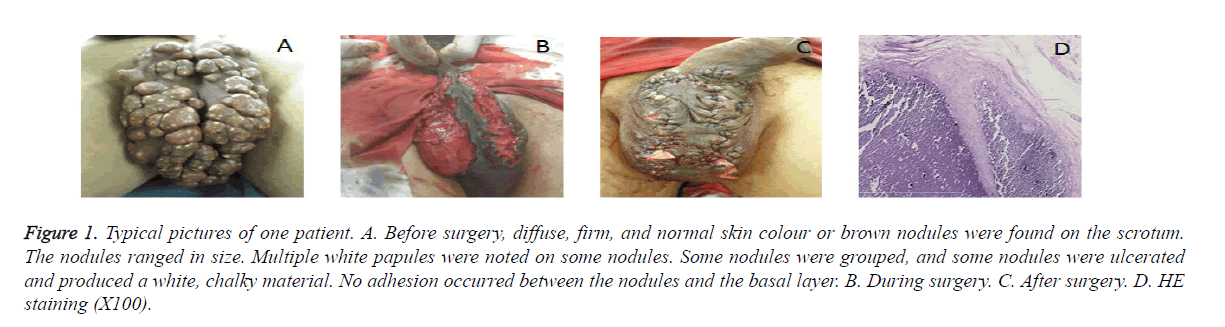 biomedres-basal-layer