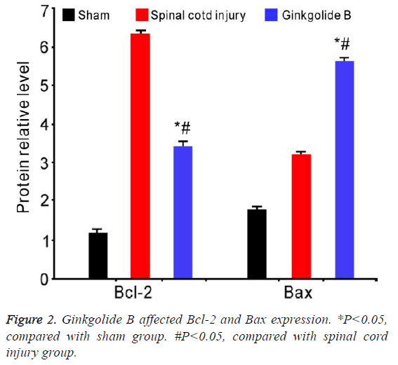 biomedres-bax-expression