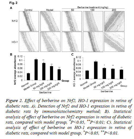 biomedres-berberine-diabatic-rats