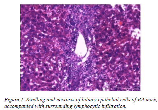 biomedres-biliary-epithelial