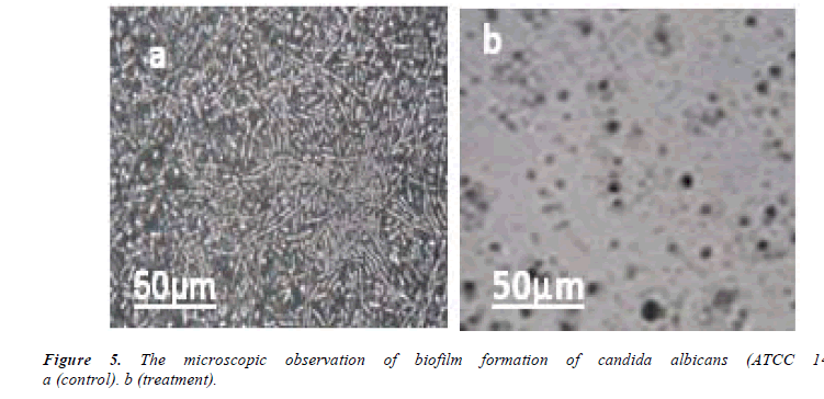 biomedres-biofilm-formation