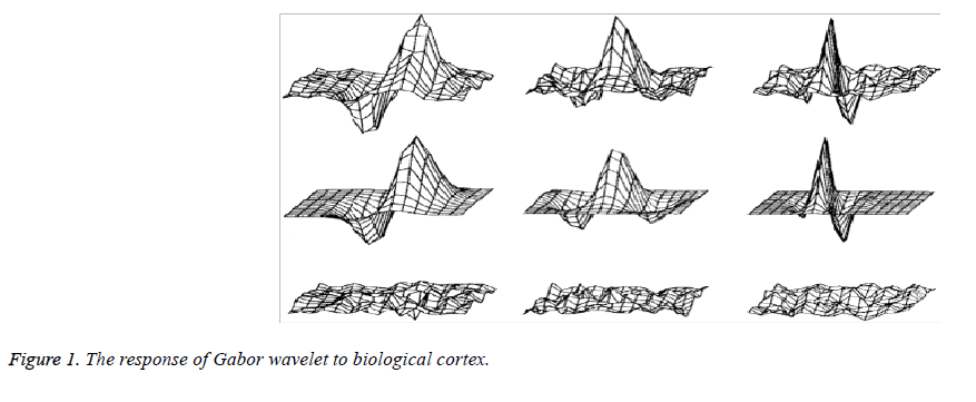 biomedres-biological-cortex