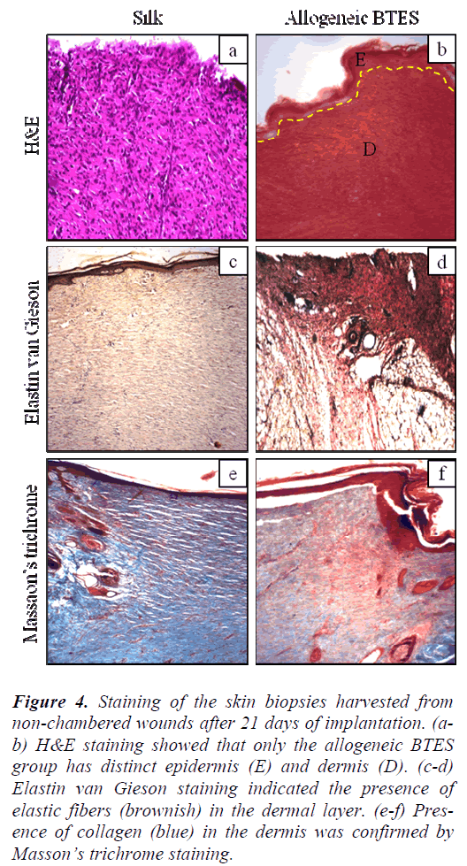 biomedres-biopsies-harvested