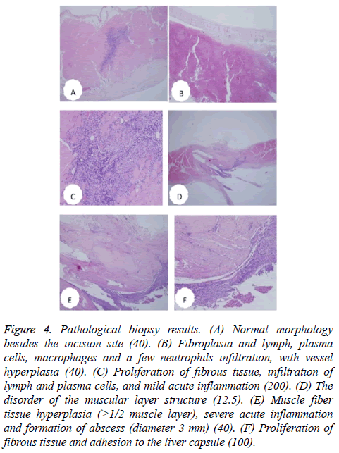 biomedres-biopsy-morphology