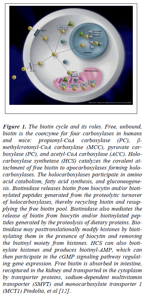 biomedres-biotin-cycle-roles