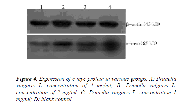 biomedres-blank-control