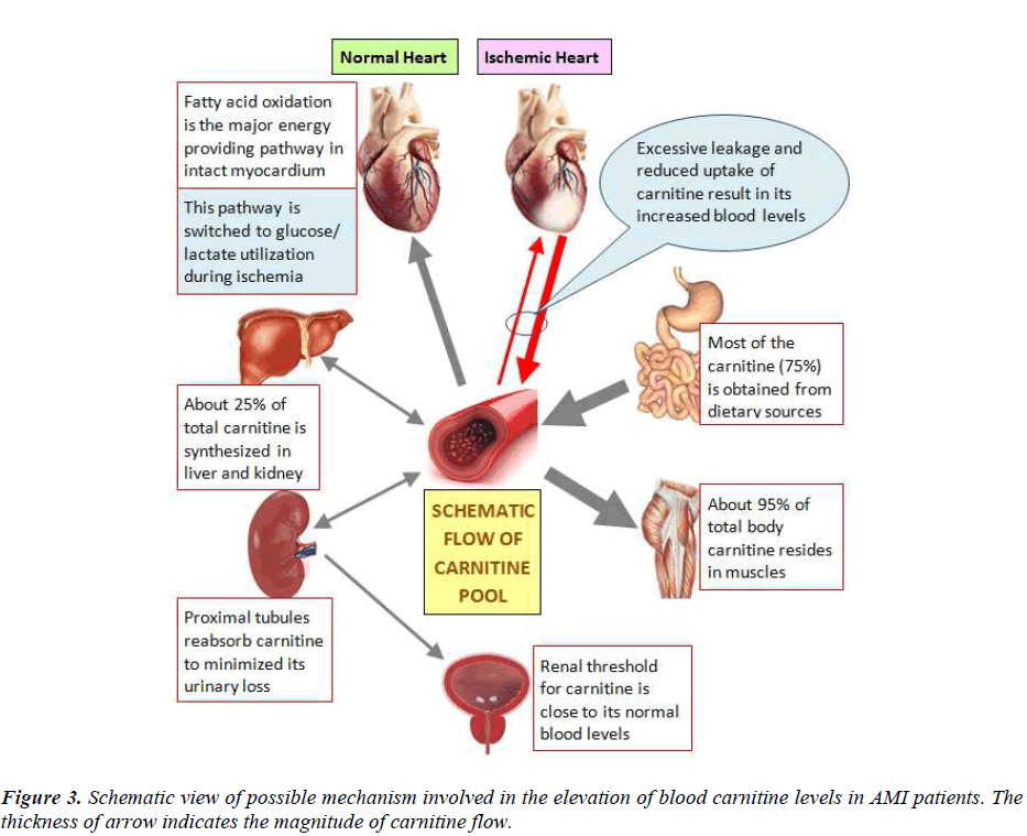 biomedres-blood-carnitine