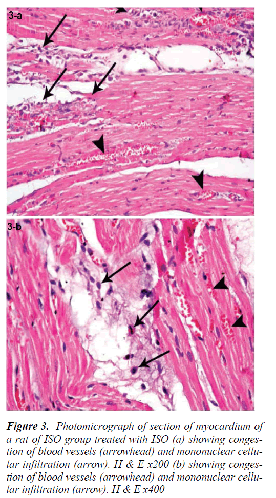 biomedres-blood-vessels