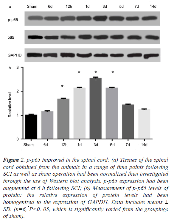 biomedres-blot-analysis