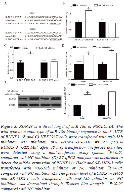 biomedres-blot-analysis