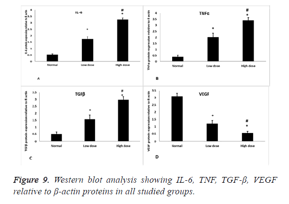 biomedres-blot-analysis