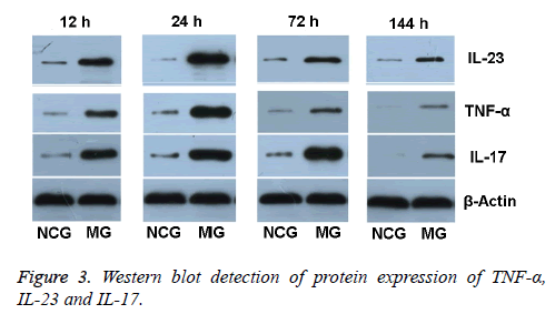 biomedres-blot-detection