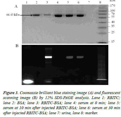 biomedres-blue-staining-image