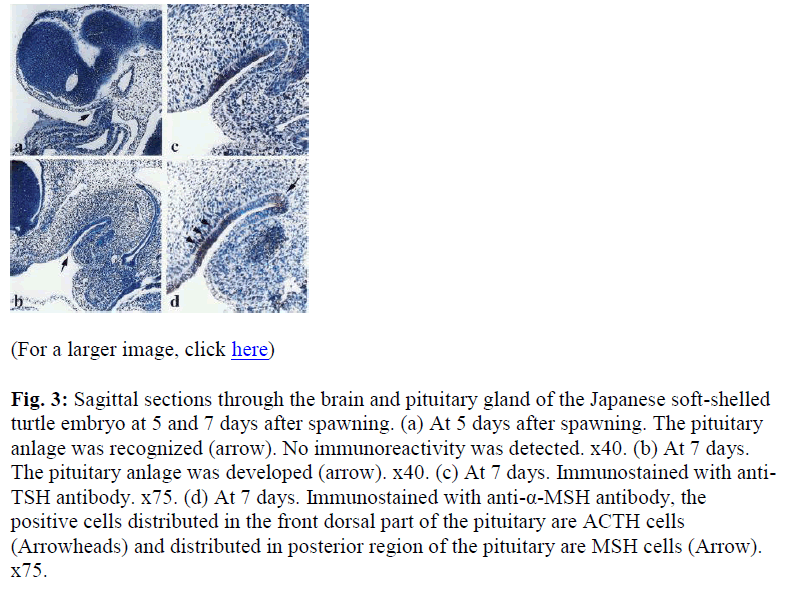 biomedres-brain-pituitary-gland