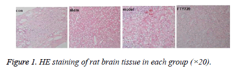 biomedres-brain-tissue