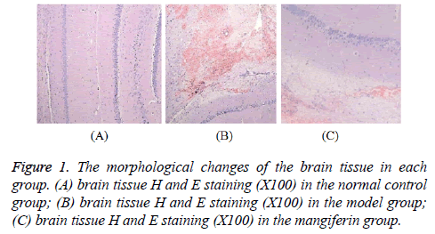 biomedres-brain-tissue