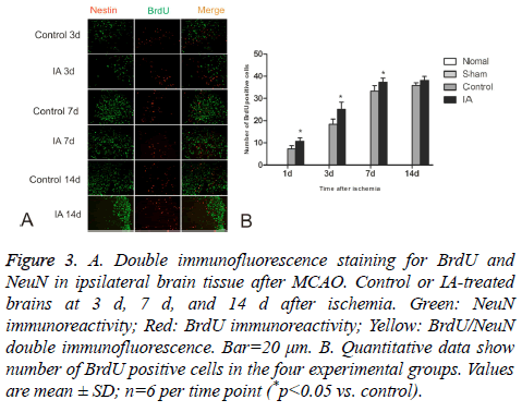 biomedres-brain-tissue