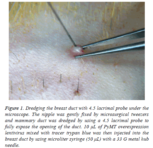 biomedres-breast-duct